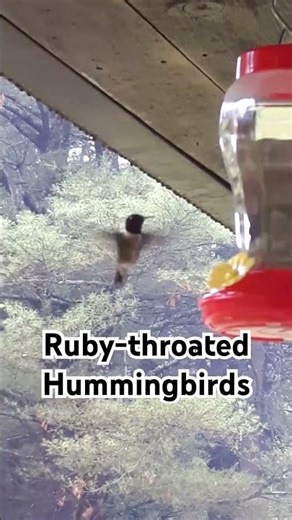 Hummingbird Buzzing In & Out ⚡️ Blink and You’ll Miss It!