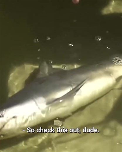 Catching Bull Sharks in Fresh Water! 🦈 | Zak Catch Em