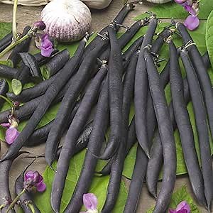 Purple French Filet Pole Bean Seed 15 Gram ~40 Seeds – Heirloom, Non-GMO – Tender Snap Beans – Vining 6–8 ft Plants – Purple Pods Turn Green When Cooked – 50–60 Days – Grows in Beds & Containers