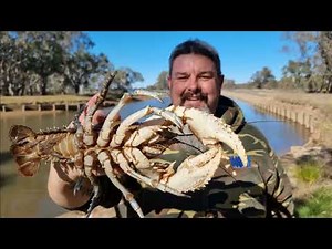 I hit the freshwater crayfish jackpot