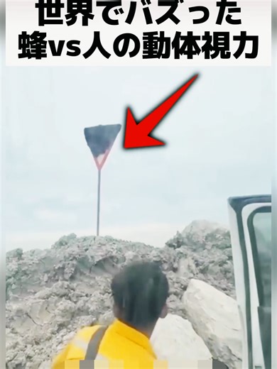 ハチvsヒトの動体視力