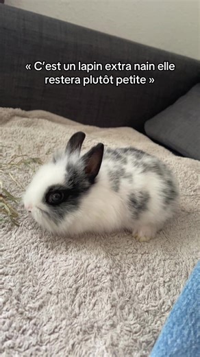 Et oui ! Les lapins extra nains n’existent pas au sens où on vous le présente. La seule différence notable entre un « nain » et un « extra nain » c’est la taille des oreilles qui seront alors plus petites . ☺️ #lapin #pourtoi #rabbit