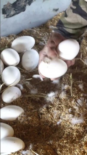 Collecting Goose Eggs Every Day #duck #goose #farming #birds