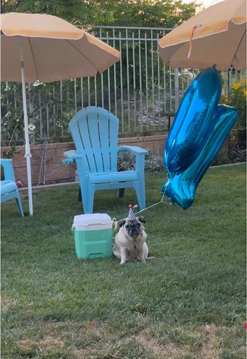 He waited all day for his pawty 🥺🐶#pug #dog #pawty | pug