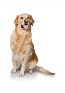 The Complete Guide to Dog Supplies, What are the best dog supplies? and The Top 5 Essentials When Buying Dog Supplies?