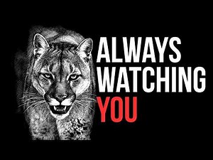 Why you should be terrified of Mountain Lions