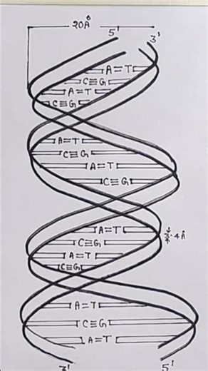 DNA 🧬 double helix model diagram#drawing