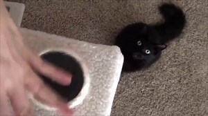 The logic of a cat. | Tara Hero Cat - Official