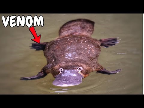 Duck-Billed Platypus: Nature’s Most Bizarre Animal Explained