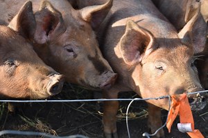Do Pigs Sweat? How to Keep Your Pigs Cool During the Summer — J&R Pierce Family Farm