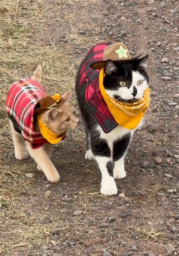 Meowdy purrtners. Headed back 🧐 If you’re a fan of Jack Spicer’s kitty cat cowboy content please consider subscribing or joining his Patreon linked in bio 😊 everything helps ❤️ #cat #cats #catlover #catsofinstagram #catlovers