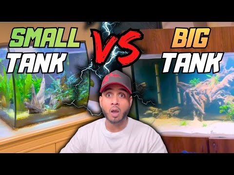 Small Tank or Big Tank? My Honest Advice