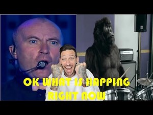 OK WHAT IS HAPPING??????? Phil Collins "In The Air Tonight" Gorilla (REACTION)