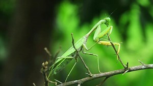 Mantis religiosa or praying mantis is an animal belonging to the order Mantodea