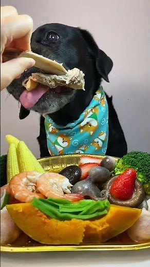 The #1 Dog Food Secret Your Vet Doesn't Want You to Know