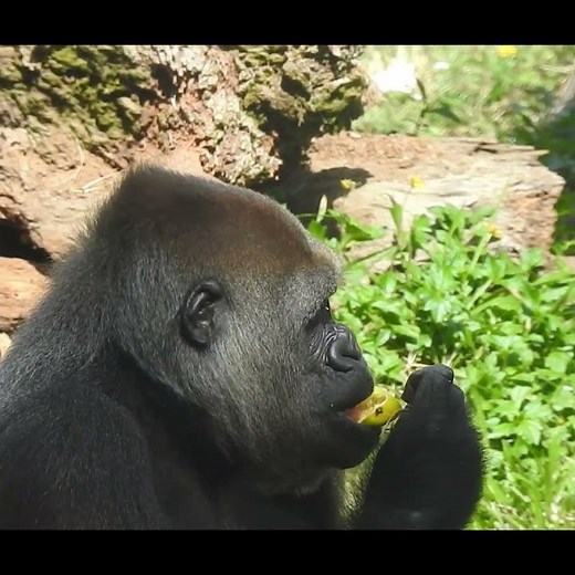 #gorilla Tayari 14y7m old. eat orange #shorts T吃柳丁