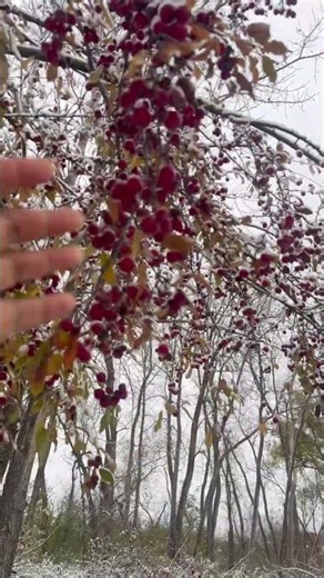 Streetside Heaven Mini Apple Tree #shortsfeed