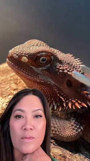 Lizard Booger Removal Compilation | Satisfying Reptile Extractions Video