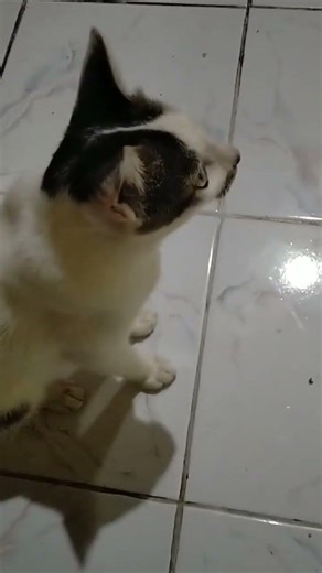Kucing diam tapi matanya ribut, menunggu makan tanpa berkata apa-apa 🐱😼