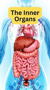 Human anatomy and physiology are treated in many different articles. For detailed discussions of specific tissues, organs, and systems, see human blood; cardiovascular system; human digestive system; human endocrine system; renal system; skin; human muscle system; nervous system; human reproductive system; human respiration; human sensory reception; and human skeletal system. For a description of how the body develops, from conception through old age, see aging; growth; prenatal development; and
