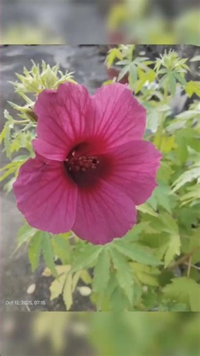 October 18, 2025 #nature