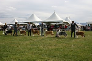 Unleashing Mr. Darcy: Gone To The Dogs