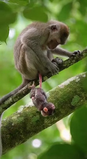 Life in the Forest: A Heartfelt Look at Baby Monkeys