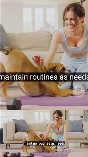 Everything You Need for Your German Shepherd Puppy