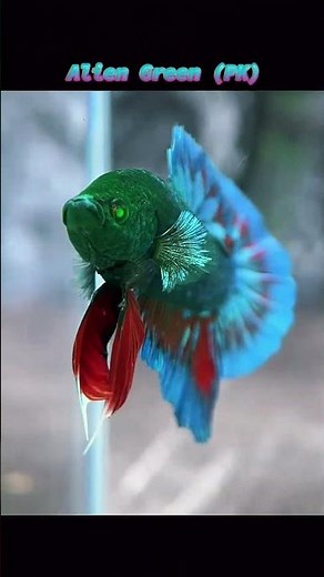🐟 This Alien Green Betta Fish Looks Unreal! 👽✨ #Shorts #BettaFish #AlienGreenBetta #fish