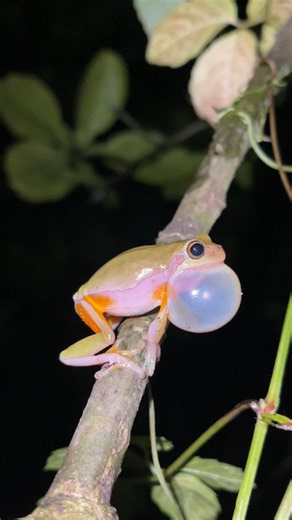 It’s unbelievable what these two frogs can do!