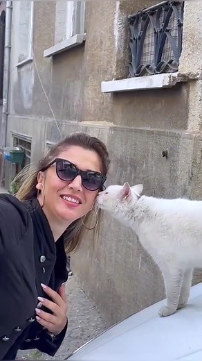 Cute Kitty Cats of TikTok: Adorable Moments