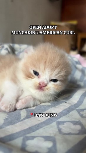 Munchkin Cat x American Curl: Open Adoption in Bandung