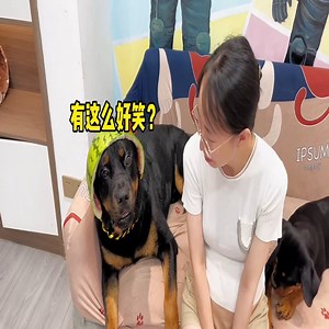 Forbidden to laugh 😂😅 #dog #dogfunny #dogstagram | Xiang Wei and Yi Tuo Dog