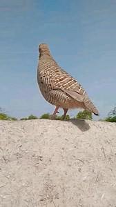 3.7M views · 130K reactions | Grey partridge video | Birds World Point | Facebook