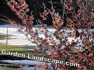 Care of the garden: When do I have to cut the witch hazel? Instructions and tips | 2025