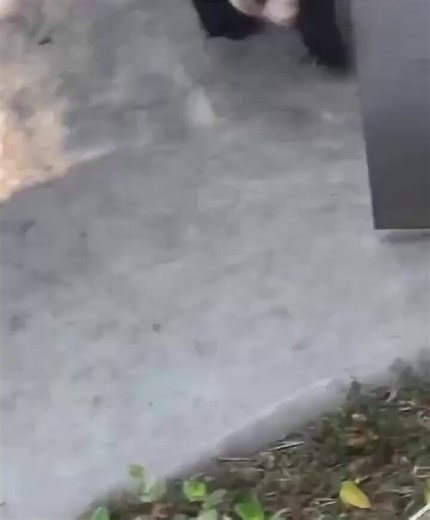 Um raro caso que vi no reddit de um panda que atacou alguÃ©m Em defesa do panda a mulher fechou a porta na cara dele e depois fechou a porta no bracinho dele. Estarei do lado do panda que nem de ataque pode chamar isso