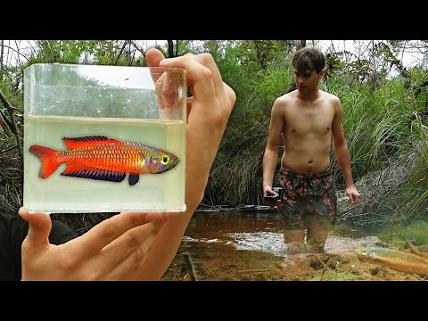 Catching the RARE RED Rainbow Fish in Australia!