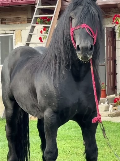 Discover the Power of Percheron Horses in Ukraine