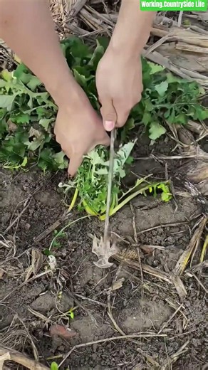 🥕⚙️ Leverage-Assisted Taproot Extraction for Clean Manual Carrot Harvesting