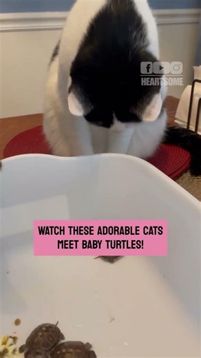 The playful cats joyfully greet baby turtles during their first meeting