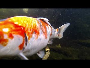 Grass Snake Catches And Eats Frog