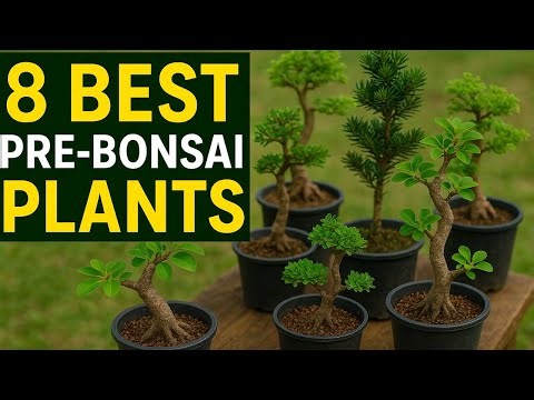 "Start Bonsai with These 8 Amazing Plants"
