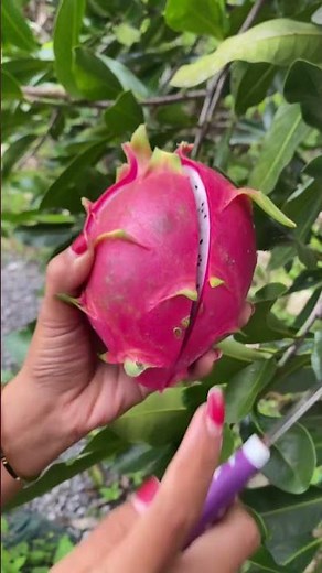 White Dragon Fruit #dragonfruit