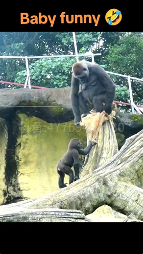Hilarious Baby Gorilla Moments That Will Make You Laugh