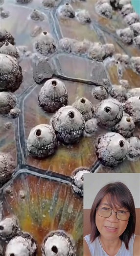 AI’s way to clean the ocean #turtles #animalrescue #animalcare | Wylynda Ilagan