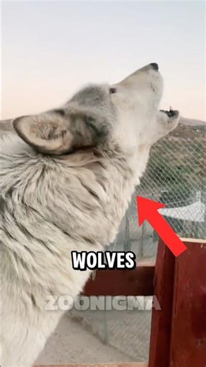 If You Hear Wolves Howling… Don’t Ignore It 🐺
