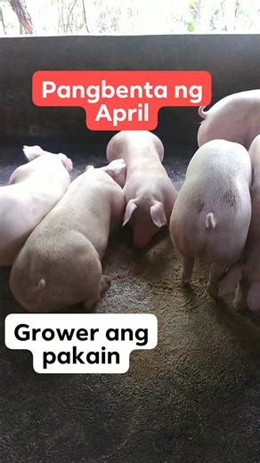 24K views · 269 reactions | Pangbenta ng april, Grower ang pakain. #pig #farming #backyard #piggery #tips #sharingiscaring #successtips #successmindset #buhaymagsasaka #blessed #thankful #farming #Hograising #shortsvideos #fattening #fattener | Putak Teh V | Facebook