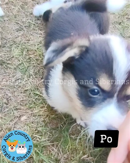 🐼 SOME RESERVED! At 5 weeks old, Po is perfecting his kung fu kicks in the sunshine and charming the kids at playtime. Some of his brothers and sisters are already spoken for, so hurry to claim your tiny warrior before he’s gone. One of these little heroes is training to become a service dog – find out who next week. Comment INFO or inbox Liam for adoption details📥 Liam@ AlienCountry. org (BTW if you're wondering why I put the big watermark over this, it's because scammers often steal stuff li