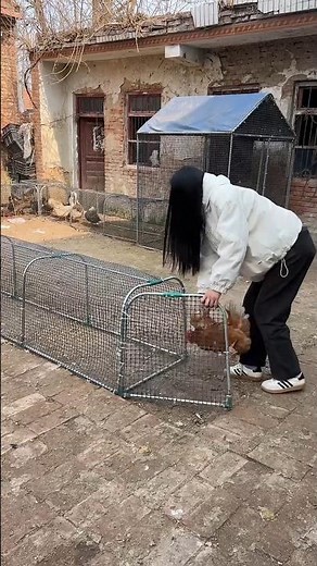 Smart Chicken Tunnel Run System for Backyard Poultry 🐔🐔🦢🐓