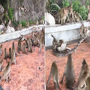 Monkey is trying to escape the python. #Animal #Snake Group: Monkey Stories LIFE | Beest